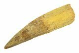 Fossil Spinosaurus Tooth - Real Dinosaur Tooth #346769-1